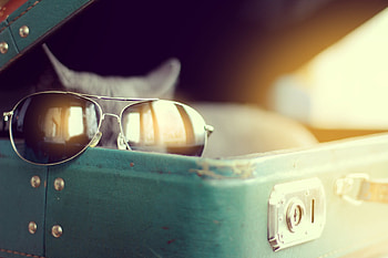 Ready for Vacation, pisica, animal, suitcase, sunglasses, green, cat, funny HD wallpaper