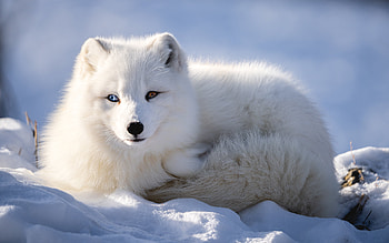 Arctic Fox, animal, fox, snow HD wallpaper