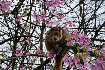 Animals, Wood, Tree, Monkey, Zoo HD wallpaper