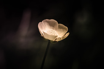 White, blur, lone poppy, flower HD wallpaper