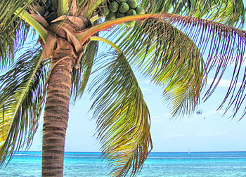 In the Wind of the Palm, blue, parasail, palm, tropical, palm tree, nature, sky, water, ocean HD wallpaper