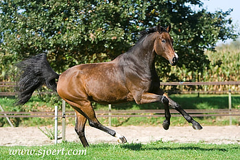 Warmblood Horse, horses, animals, dutch, nature, pony, warmblood HD wallpaper