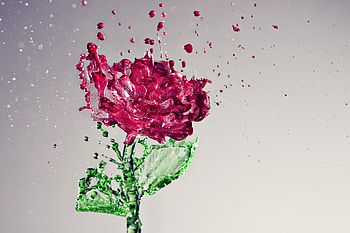 Rose, pink, fantasy, green, splash, glass, luminos, water HD wallpaper