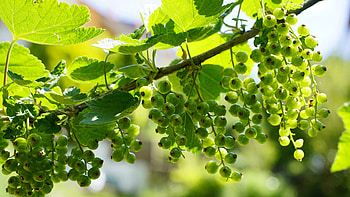 Currants, Ultra , Background HD wallpaper