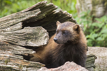 Wolverine, Wolverine animal, Wolverine, Animals wild HD wallpaper