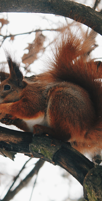Red rodent squirrel, Samsung Galaxy HD phone wallpaper