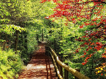 Pathway Through the Park, trees, forest, park, path HD wallpaper