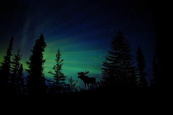Moose Forest Animal Dawn Silhouette Aurora, moose, animals, silhouette, graphy, dusk, dawn, aurora HD wallpaper
