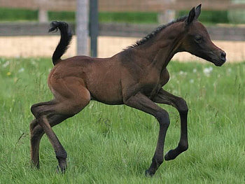 The Foal Raheem, horses, running, arabian, foal, gras HD wallpaper
