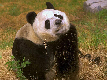 panda for leo19, bear, animals, black and white, nature, china, panda HD wallpaper