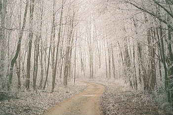 Winter path, winter, white, silent, path, , cold, beauty, background, snow, trees, nature, forest HD wallpaper
