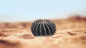 Parodia, Cactus HD wallpaper