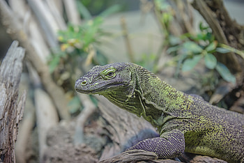 Animals, Lizard, Face, Gecko HD wallpaper