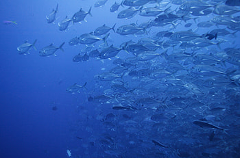Fish, dark blue, swim, light blue, water HD wallpaper