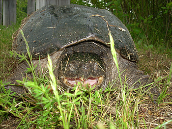 Snappa Great Swamp, turtle, angry, snapping, great swamp HD wallpaper