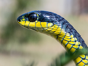 Boomslang, Dispholidus typus, Melkbosstrand, South African snake HD wallpaper