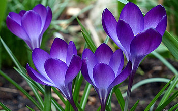 Flowers, Grass, Violet, Purple HD wallpaper