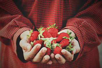 Food, Strawberry, Berries, Hands, Harvest HD wallpaper