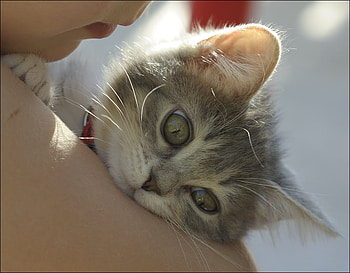 sweetie, kitten, shoulder, cute, pet HD wallpaper