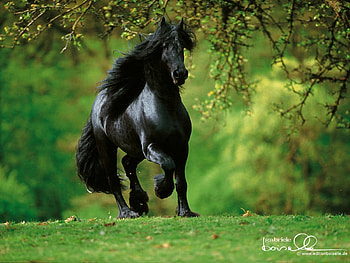 Animals, Horses HD wallpaper