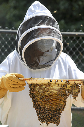 Beekeeper, Beehives HD phone wallpaper