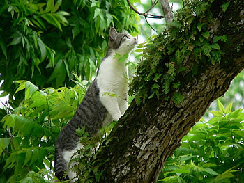 cat for Jasenka, cat, nature, pet, tree HD wallpaper
