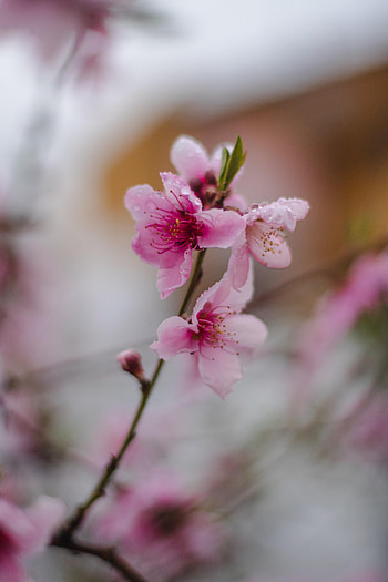 Flowers, Sakura, Flower, Bloom, Flowering, Branch, Focus HD phone wallpaper