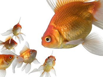Goldfish, Beloved pets, Freshwater aquarium, Colorful aquatic life HD wallpaper