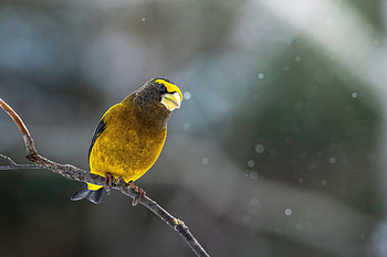 Animal, grosbeak HD wallpaper