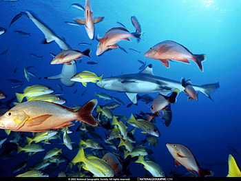 fishies, fish, animals HD wallpaper