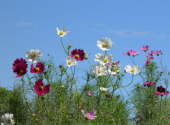 Flowers, Sky, Shine, Light, Multicolored, Kosmeya, Cosmos HD wallpaper
