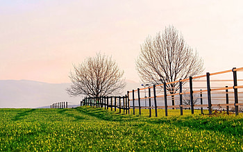 Nature, Trees, Field, Fence, Garden, Fencing, Enclosure, Seedlings, Saplings HD wallpaper