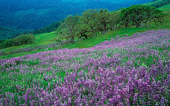 Landscape, Flowers HD wallpaper
