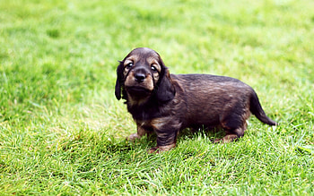 dachund, dog, puppy, canine HD wallpaper