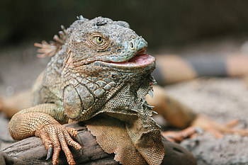 Animals, Color, Lizard, Reptile, Iguana, Pangolin HD wallpaper