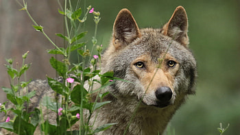 Animal Wolf Sharp Eyes HD wallpaper