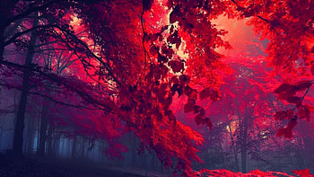 Autumn Nature Tree Landscape Forest Portrait Detail HD wallpaper