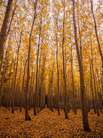 Nature, Trees, Autumn, Forest, Foliage HD phone wallpaper