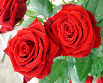 Rose, flowers, roses, flower HD wallpaper