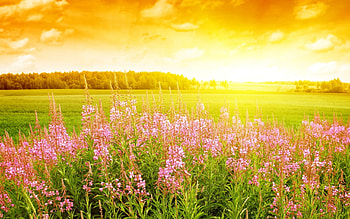 Landscape, Sunset, Fields HD wallpaper