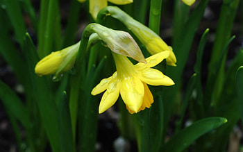 Flowers, Grass, Drops, Macro HD wallpaper