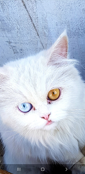 cat, rare, mutant cat, two-eyed cat, alhassani, strange HD phone wallpaper