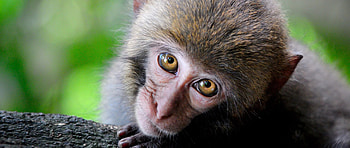 Primate , Primate backgrounds, Top HD wallpaper