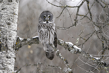 Animals, Owl, Bird, Branch, Grey, Tawny Owl HD wallpaper