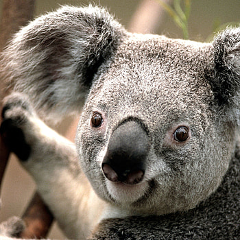 Close-up, Koalas HD phone wallpaper