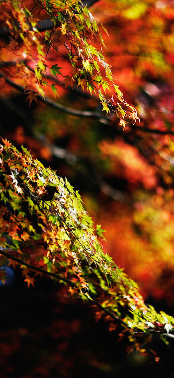 Japanese maple tree, Fall beauty, Nature's serenity HD phone wallpaper
