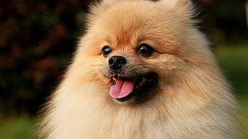 Pomeranian, Spitz collection , Fluffy puppies, Irresistible cuteness HD wallpaper