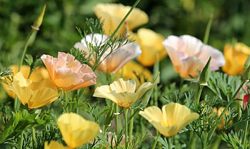 Lovely Flowers, poppies, nature, flowers, field HD wallpaper