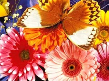 Butterfly Garden, garden, flowers, butterfly HD wallpaper