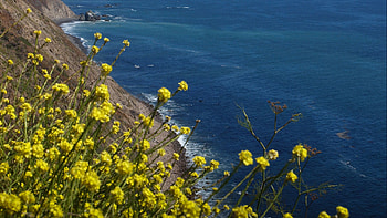 Close, View, Yellow, Flowers, Buds, Slope, Mountain, Blue, Ocean, Waves, Beach, Nature, Background Nature HD wallpaper